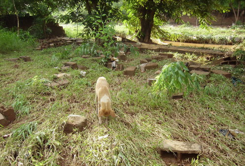 Water road behind house