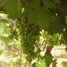 Ripening grapes in Israel (2008)
